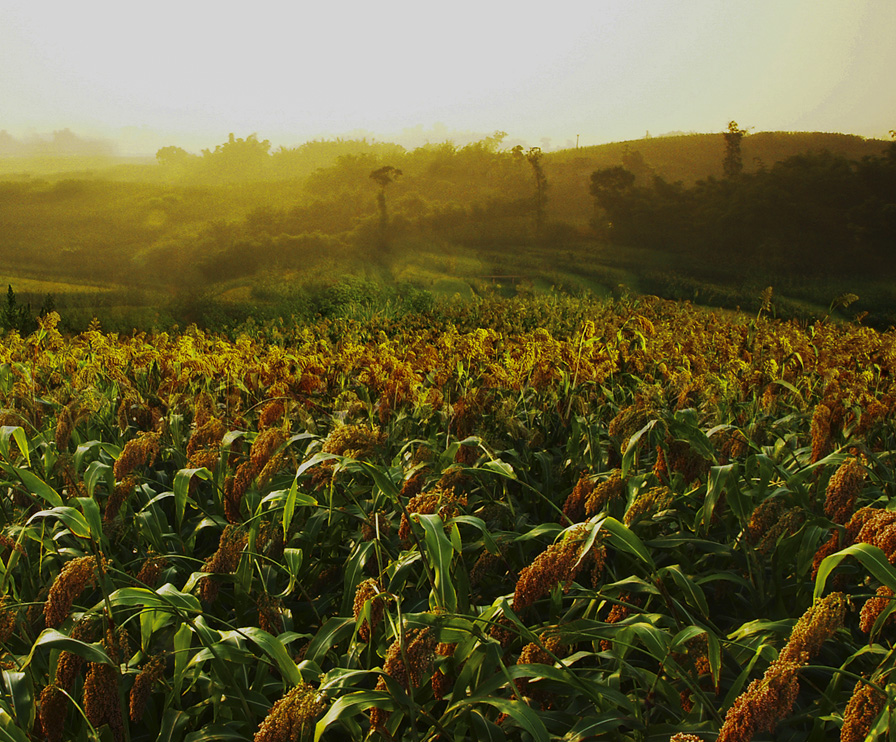 w66(中国区)最老牌官方网站